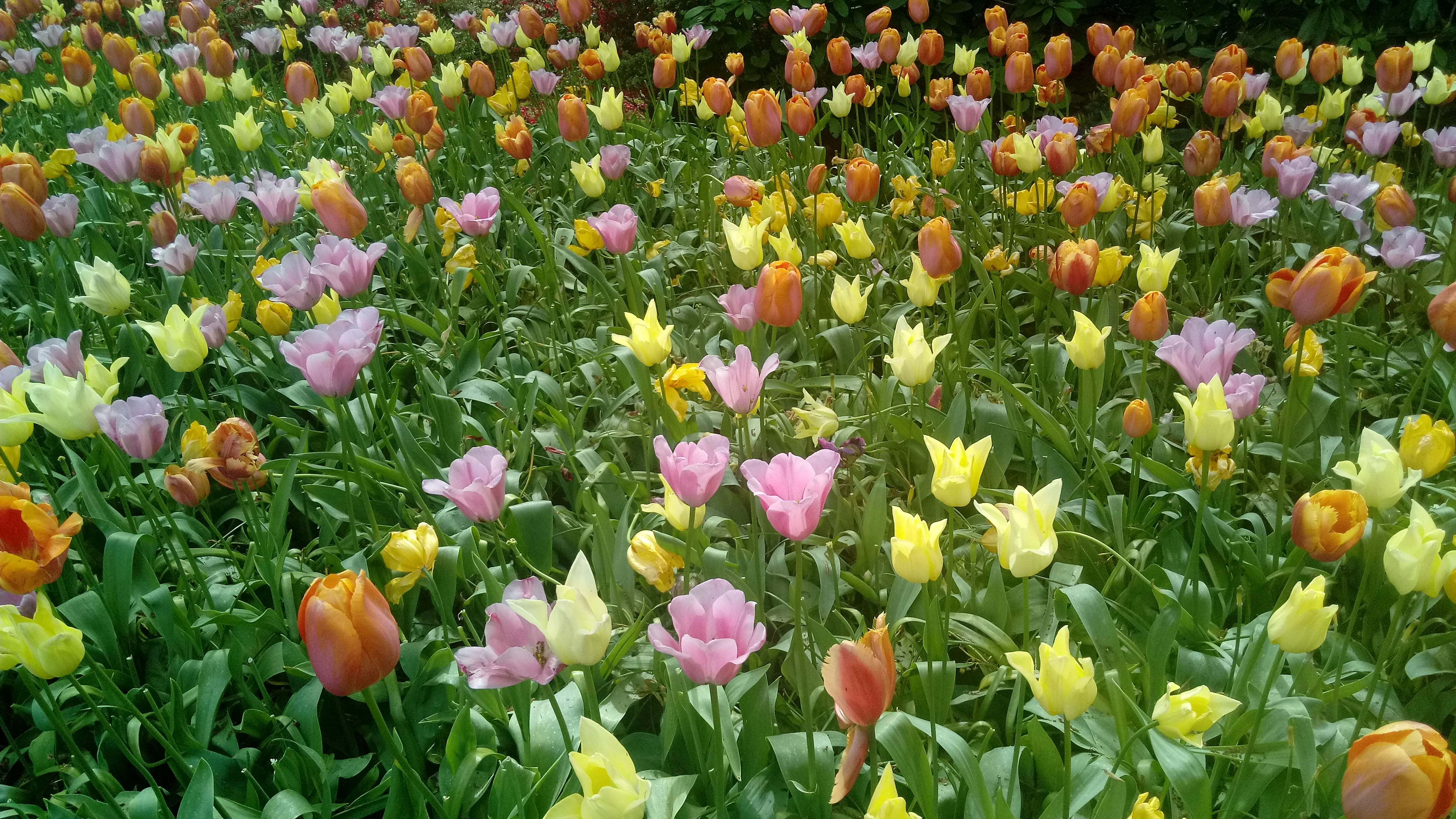 Een kleurrijke bloemenweide in het Keukenhof met tulpen in rood, geel en paars langs een waterpartij in Lisse