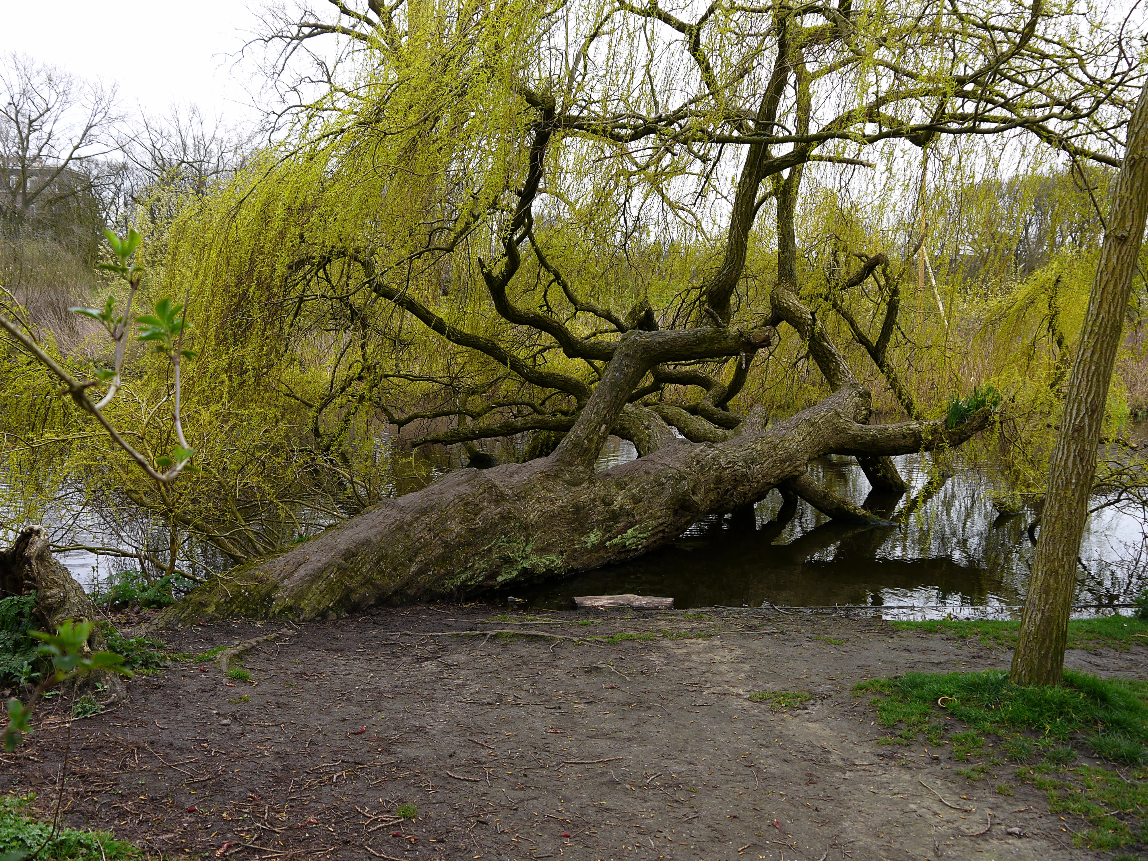 Een zonnige dag in het Vondelpark in Amsterdam met mensen picknickend aan de vijver